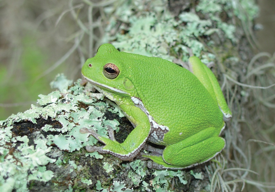 Barking Treefrog. Adult H. gratiosa, gree phase. Photo: Dirk Stevenson